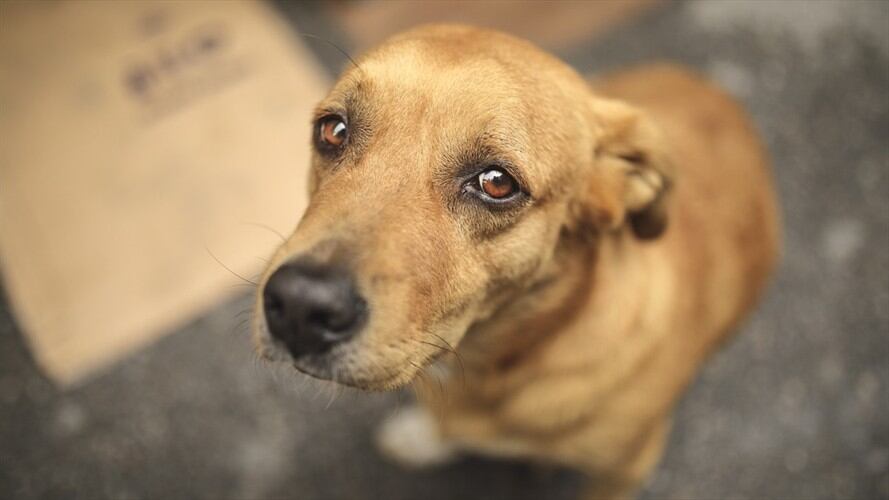 Nuevo caso de maltrato contra un perro en Bucaramanga. Foto: Getty Images