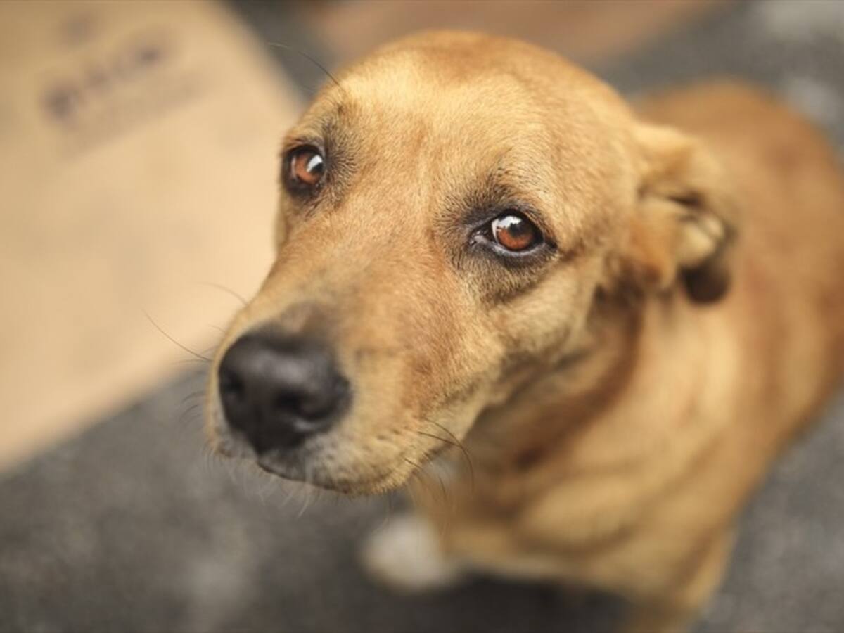 Otro caso de maltrato animal: hombre golpeó contra el piso en varias ocasiones a un perro