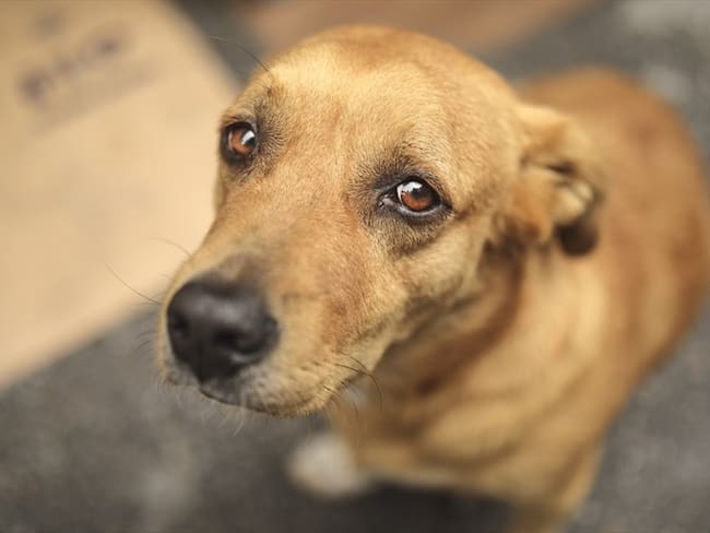 Nuevo caso de maltrato contra un perro en Bucaramanga. Foto: Getty Images