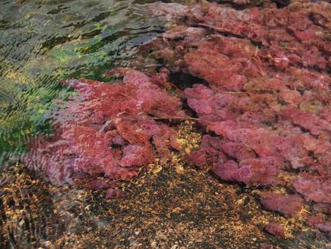 Ana María Bedoya Ovalle, colombiana ganadora del premio George R. Cooley
