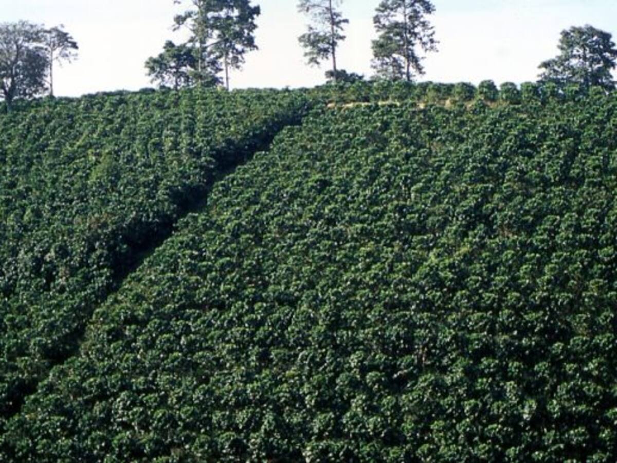 Cafeteros solicitan ayuda al gobierno nacional para estabilizar precios de producción
