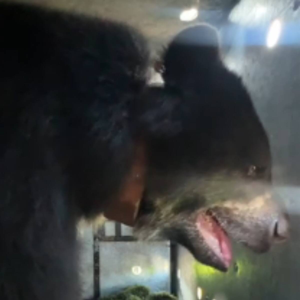 Video: Así es Tamá, el oso andino llevado a su hábitat natural en Norte de Santander