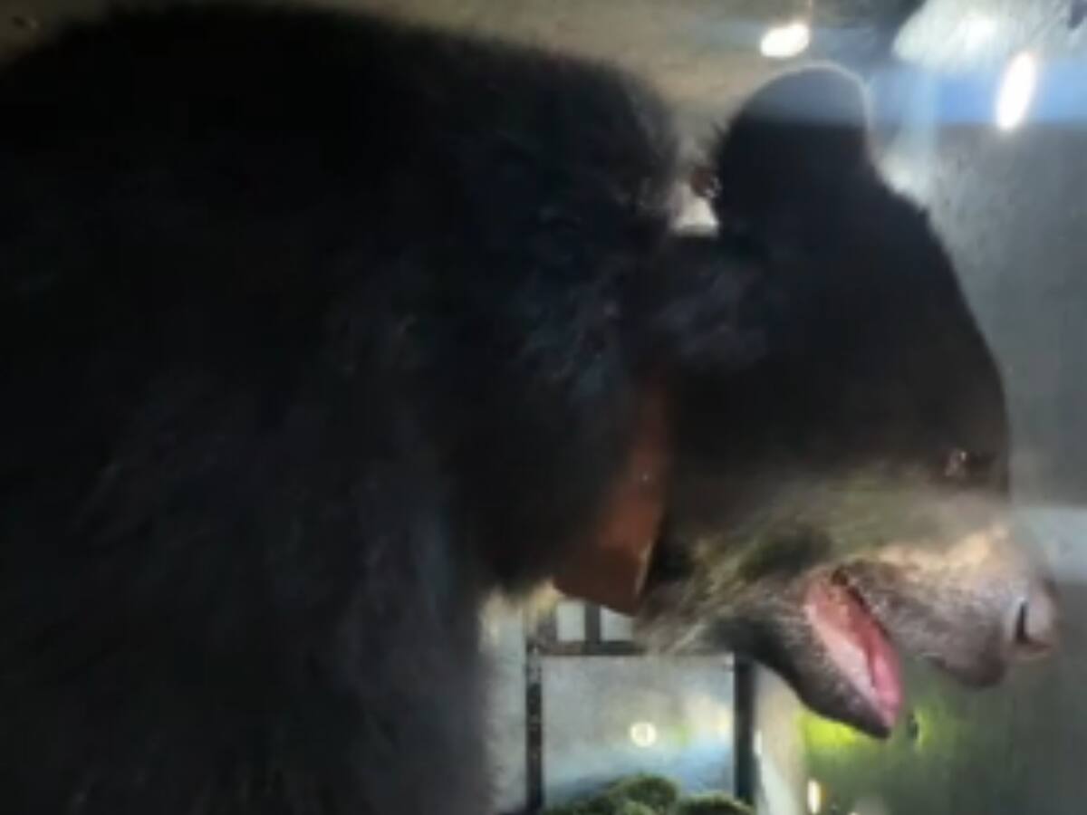 Video: Así es Tamá, el oso andino llevado a su hábitat natural en Norte de Santander