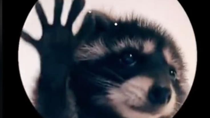 ‘Pedro, Pedro, Pedro’: ¿Cómo surgió el meme del mapache que conquistó las redes sociales?