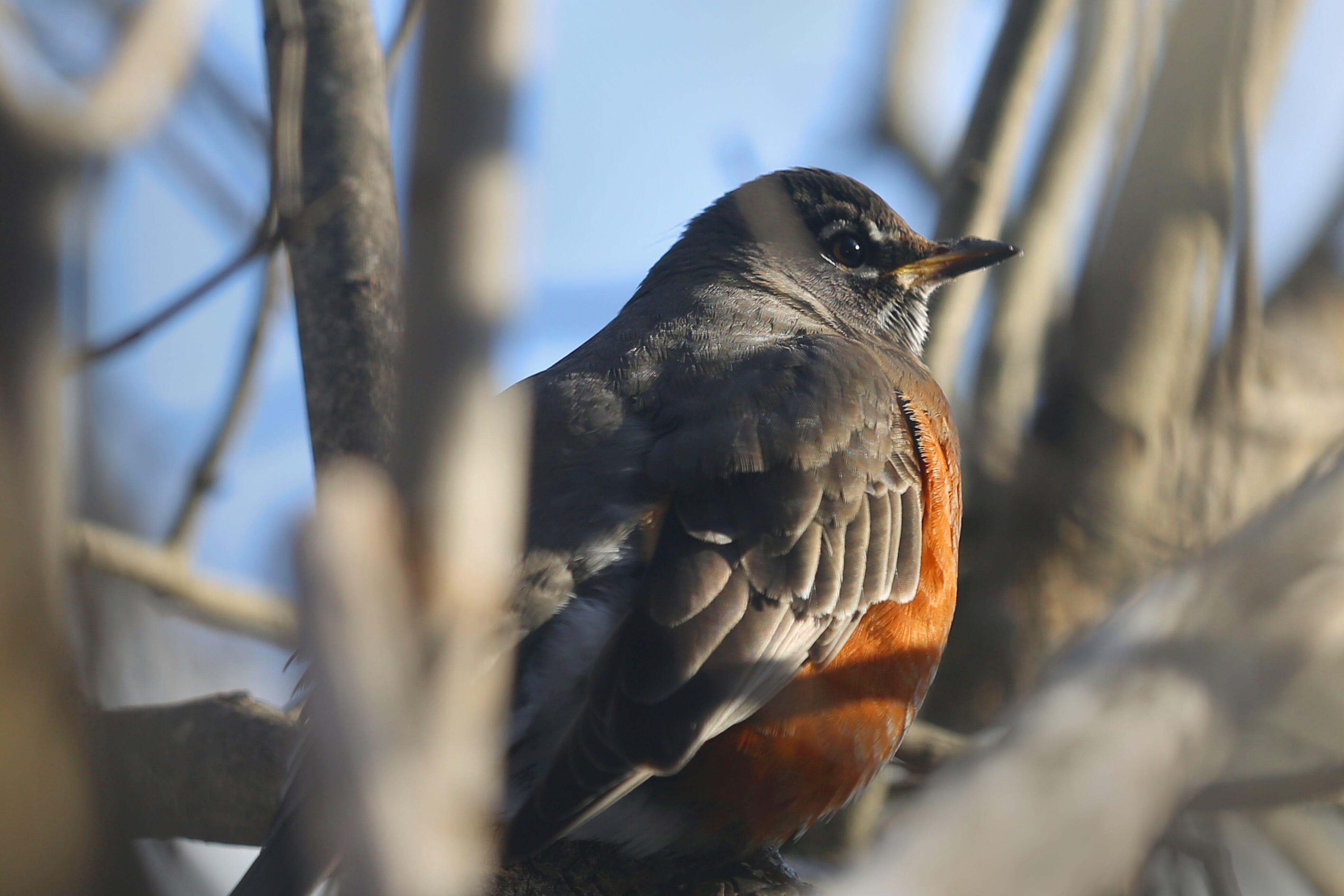 Zorzal Robín (GettyImages)