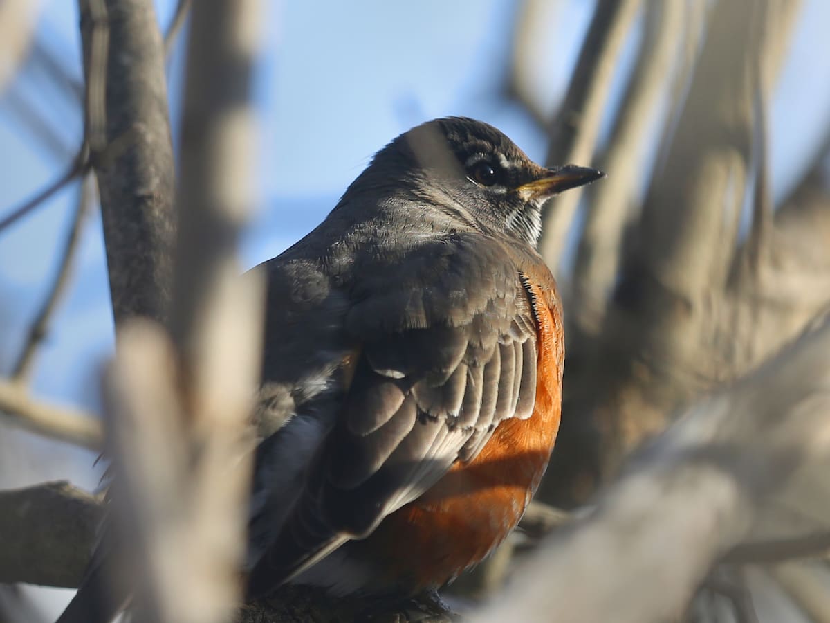 ¿Los conoce? Estos son 4 animales que su nombre empieza con Z y no es el zorro