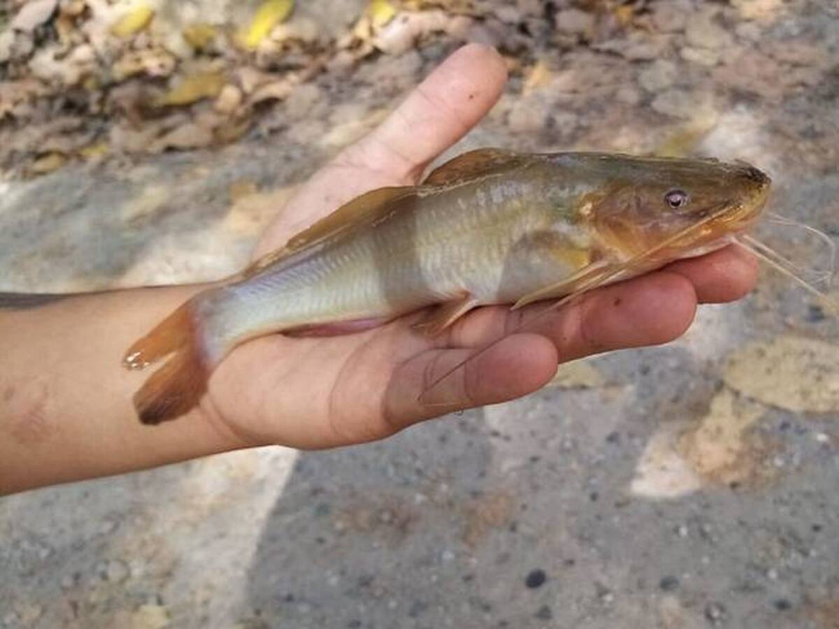 Avanzan investigaciones por mortandad de peces en Monguí