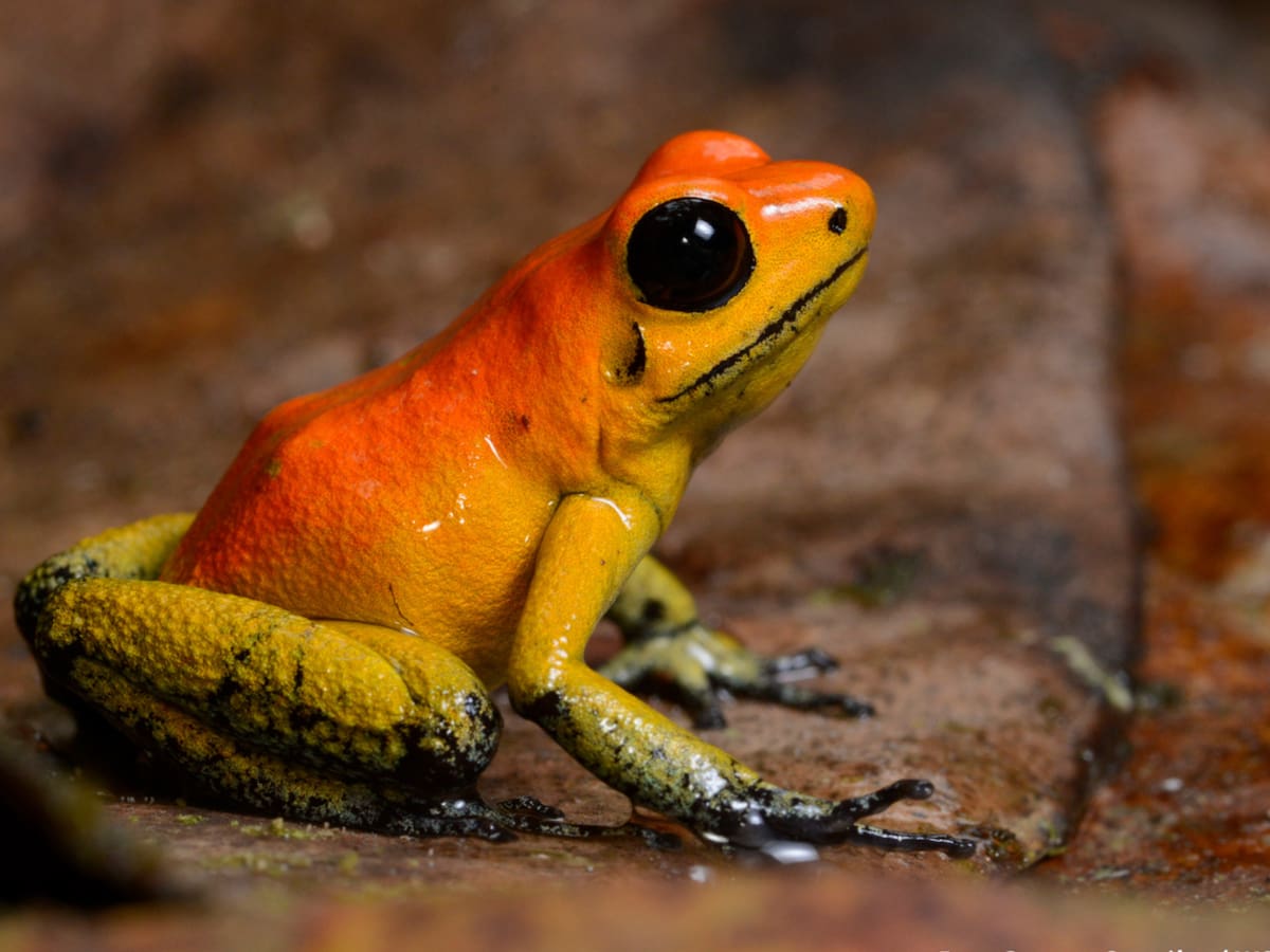 Este es el animal más venenoso de Colombia: ¿en qué lugares se lo podría encontrar?