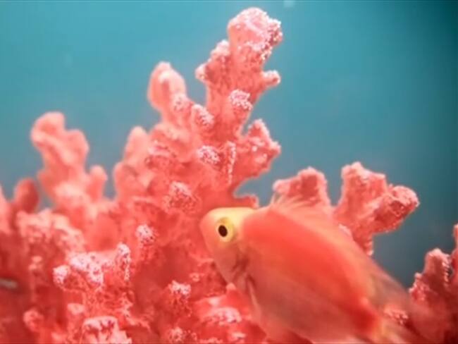 Según Pantone el color para el 2019 es el coral vivo