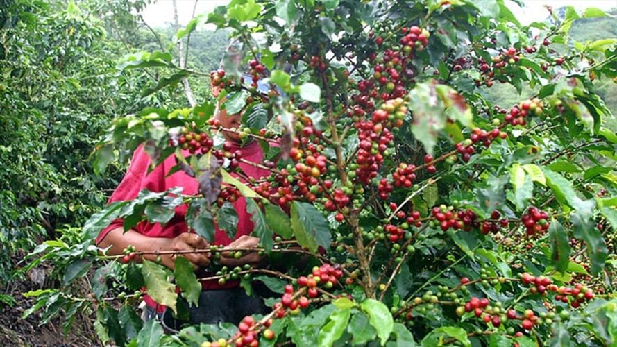 Cafeteros envían mensaje de ayuda a multinacionales para afrontar difícil situación del sector. Foto: Colprensa