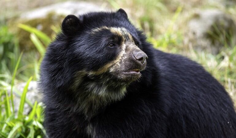 ¿Cuál es su animal favorito?. Foto: Getty Images