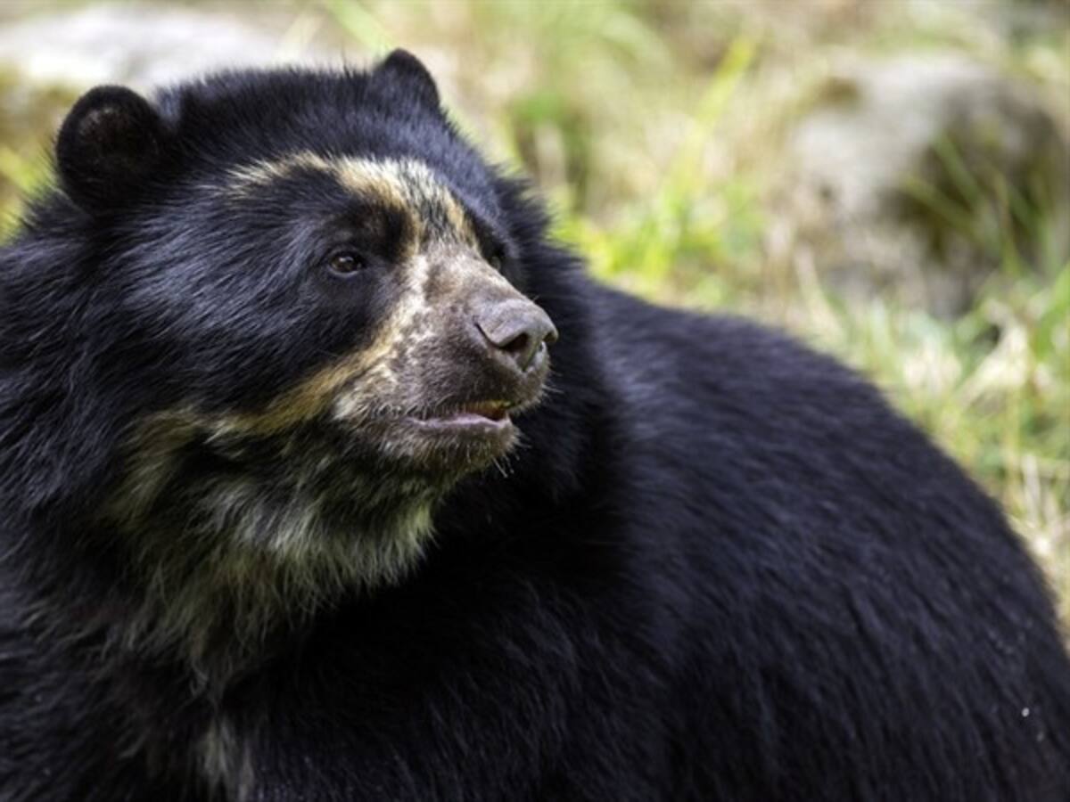 ¿Cuál es su animal favorito? #MiAnimalFavoritoEs