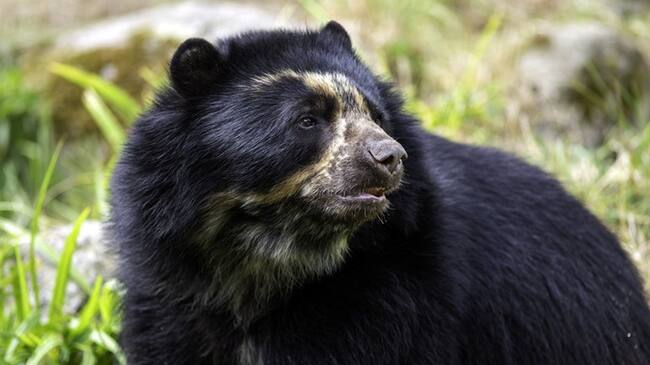 ¿Cuál es su animal favorito?. Foto: Getty Images