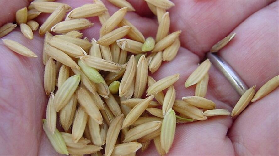 Gobierno busca estabilizar el precio del arroz con una millonaria inversión al sector. Foto: Colprensa