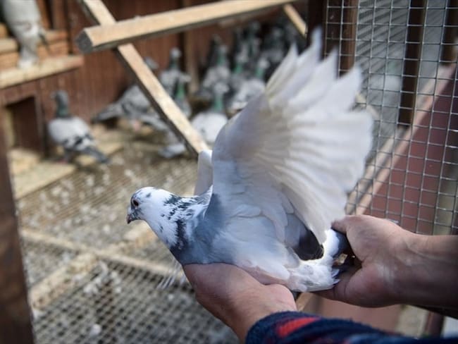 Así lo anunció el sitio especializado Pigeon Paradise (Pipa).. Foto: Getty Images