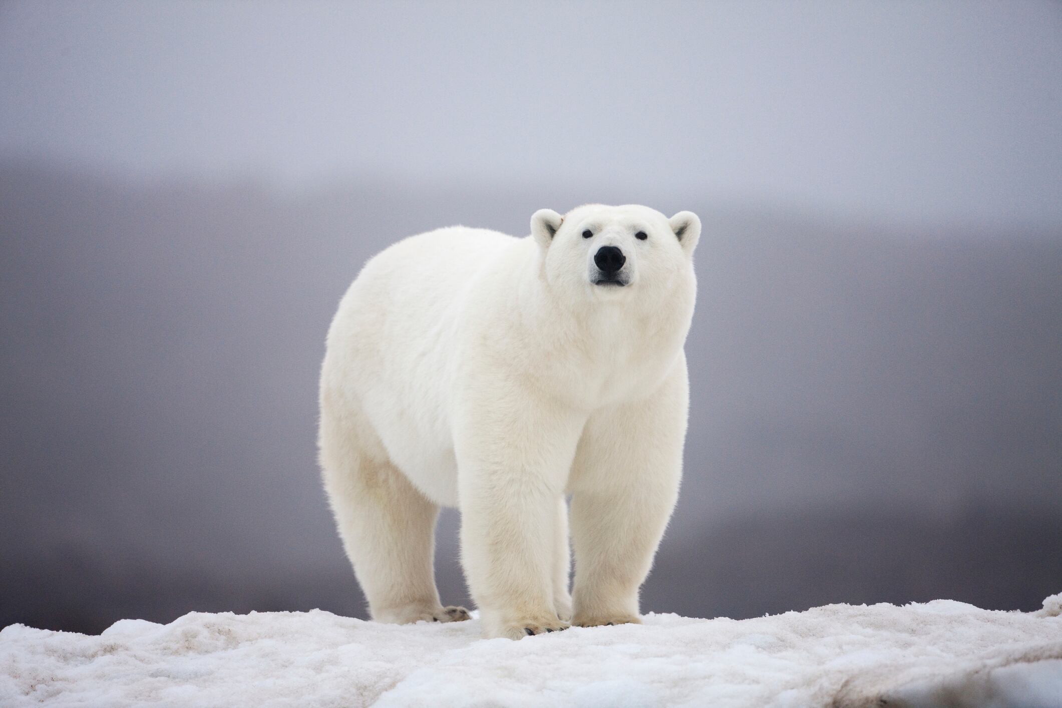 Oso polar (Ursus maritimus). Foto: Getty Images