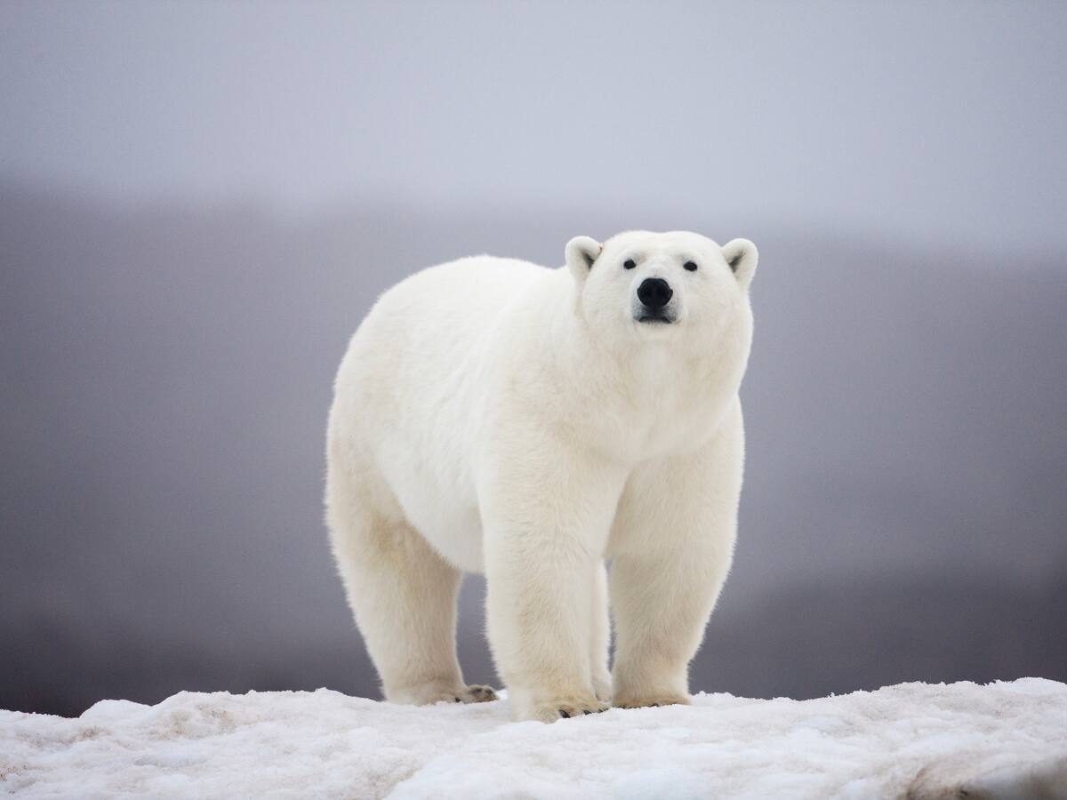 ¿Cuál es el carnívoro terrestre más grande del mundo? Mide más de 2 metros