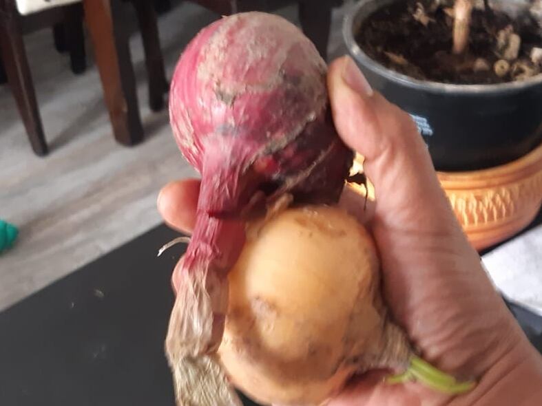 Cebolla. Foto: W Radio