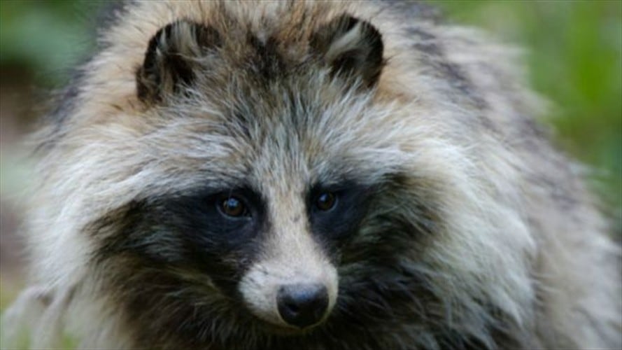 Suecia intenta erradicar los perros mapache. Foto: ALAMY / BBC Mundo.