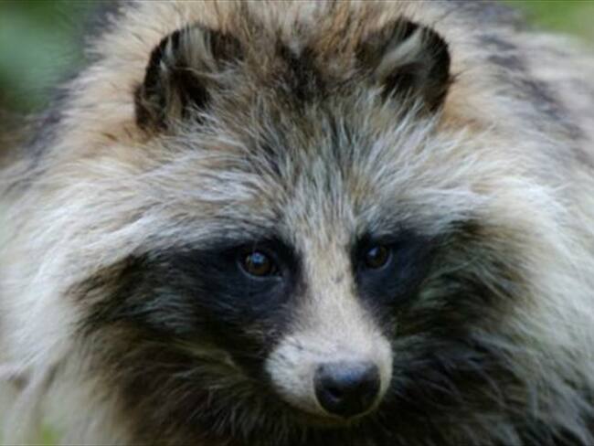 Suecia intenta erradicar los perros mapache. Foto: ALAMY / BBC Mundo.