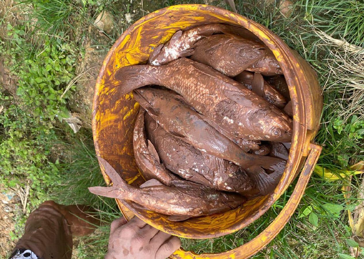 Alerta por mortandad de peces en el río Tarra- Cortesía