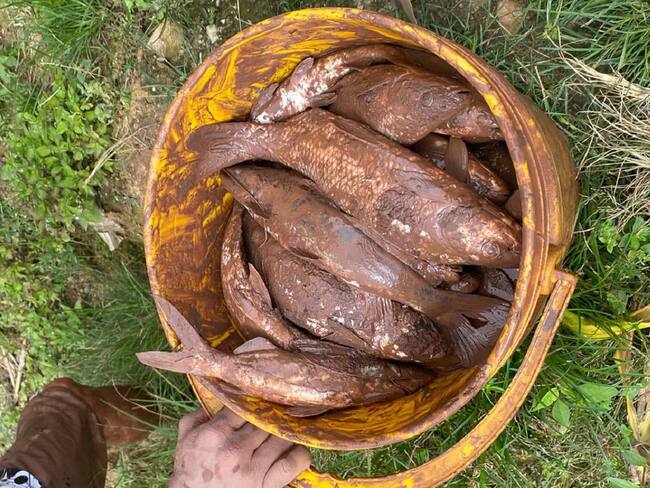 Alerta por mortandad de peces en el río Tarra- Cortesía