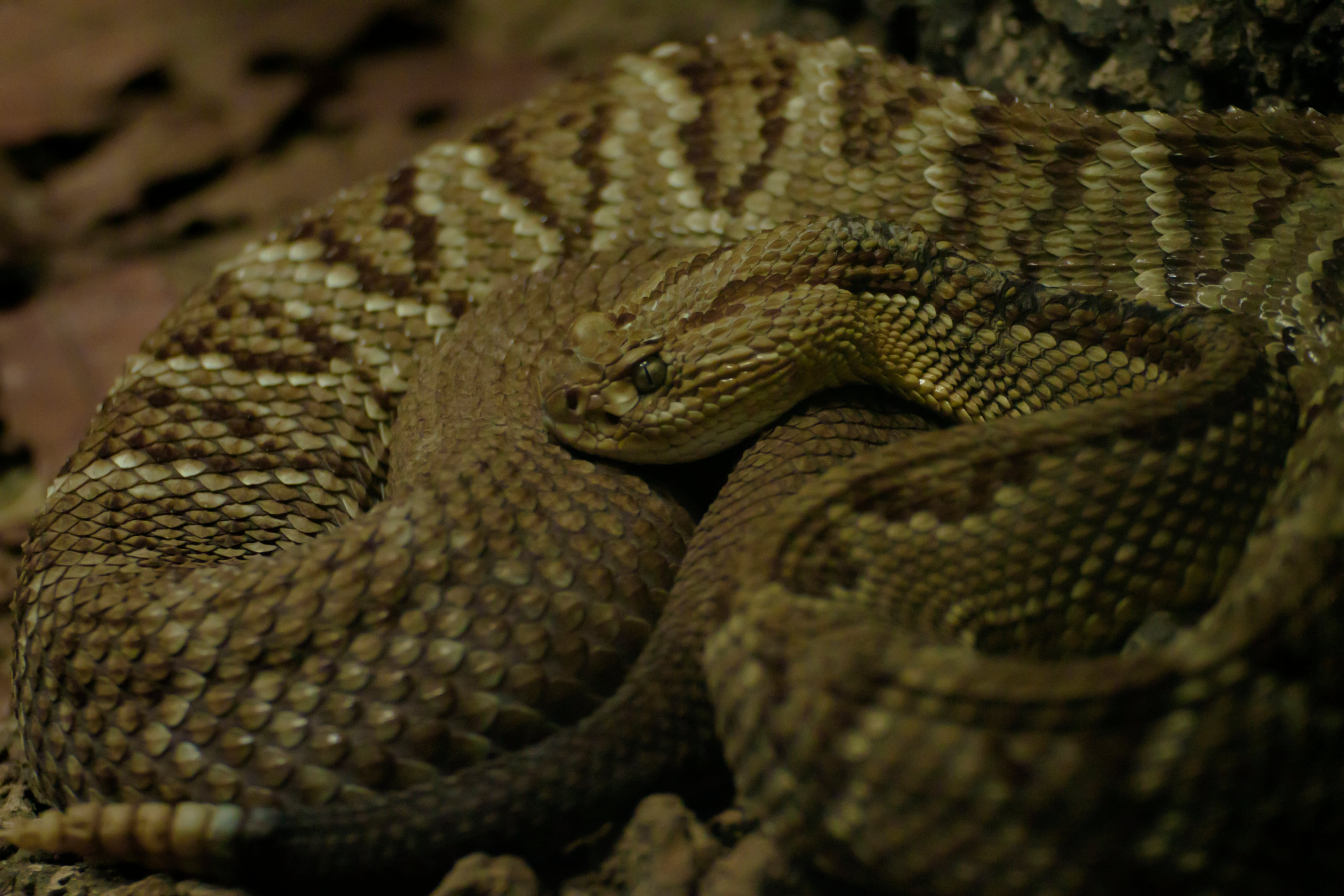 Serpiente Cascabel. Foto: Getty Images