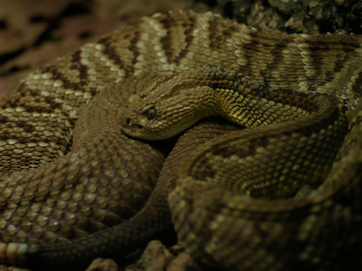 Serpiente más venenosa de Colombia es una de las más peligrosas de América: Habita en esta región