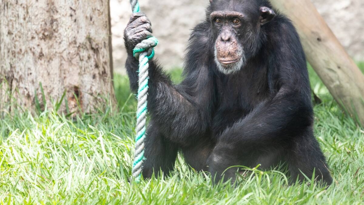 Autoridad ambiental de Risaralda analizará posible traslado del chimpancé Yoko a Brasil