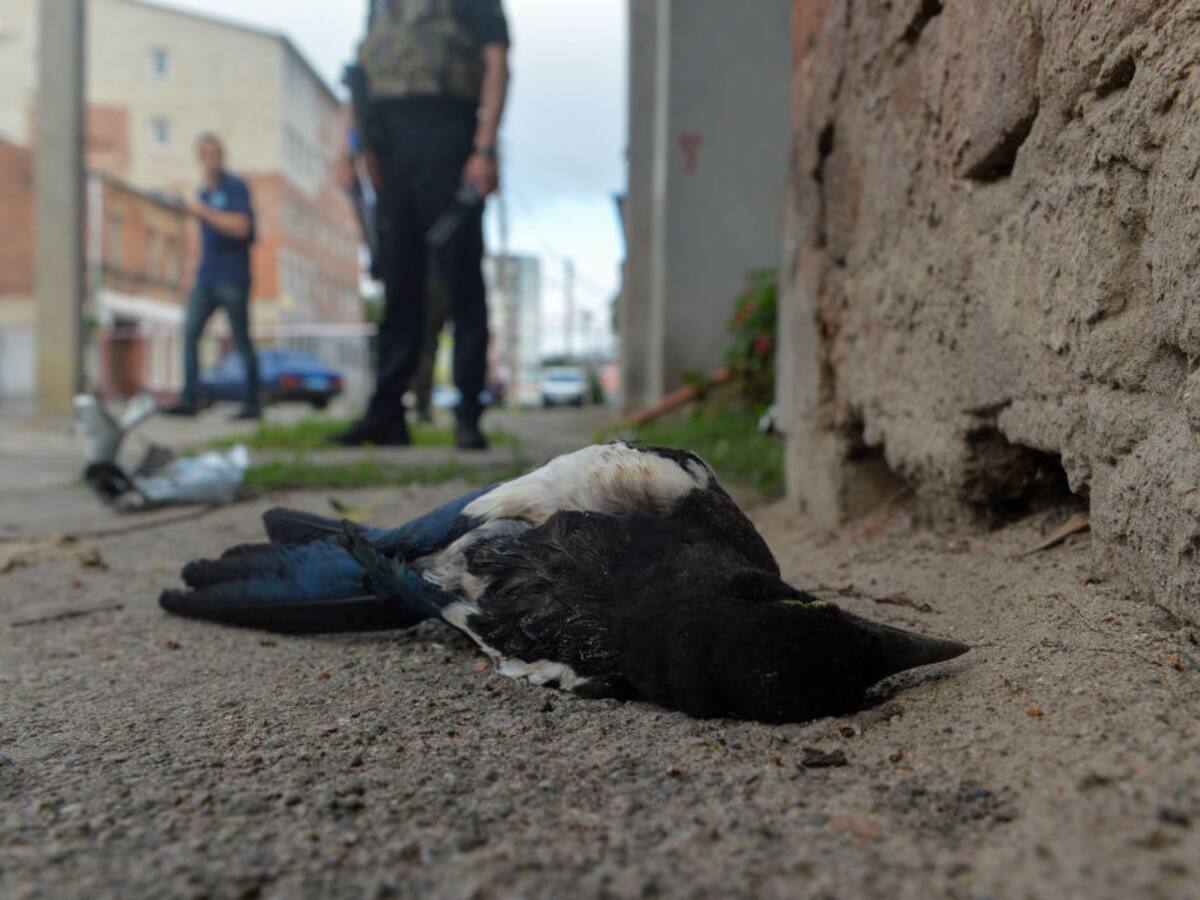 Ucrania reporta peligro de extinción de más de 80 especies de animales por la guerra