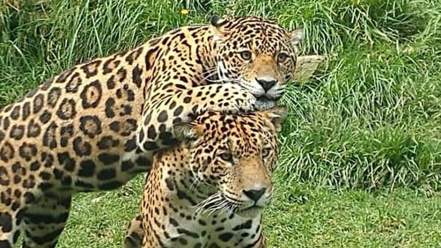 El zoológico está ubicado a 500 metros del parque principal de Tibasosa, municipio ubicado entre Duitama y Sogamoso.. Foto: Zoológico de Guátika