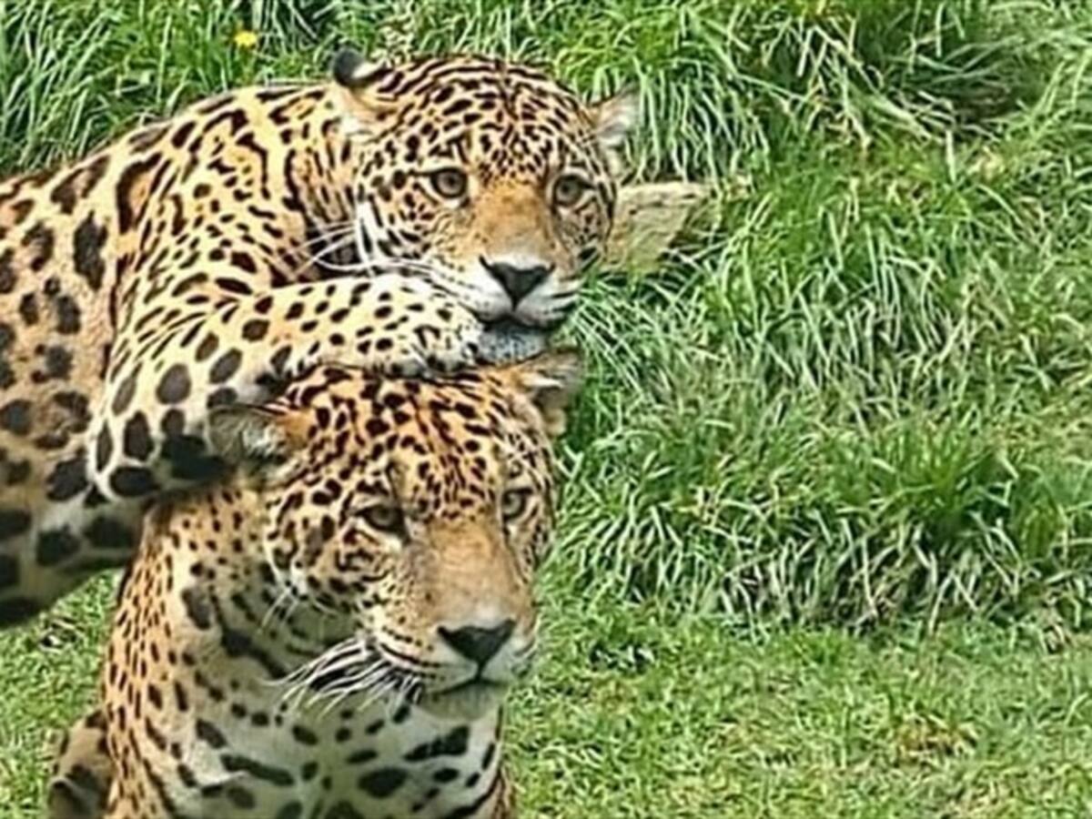 Corpoboyacá lidera donatón de alimentos para 100 especies del zoológico de Guátika