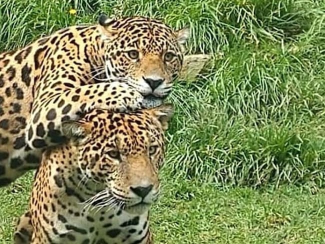 El zoológico está ubicado a 500 metros del parque principal de Tibasosa, municipio ubicado entre Duitama y Sogamoso.. Foto: Zoológico de Guátika