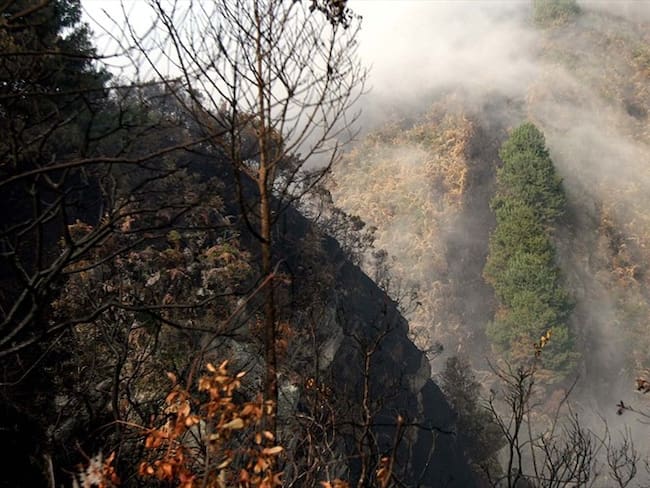 El ministro del Ambiente asegura que hay que mirar los factores climáticos, porque estos eventos extremos están incidiendo en las cifras de deforestación. Foto: Colprensa