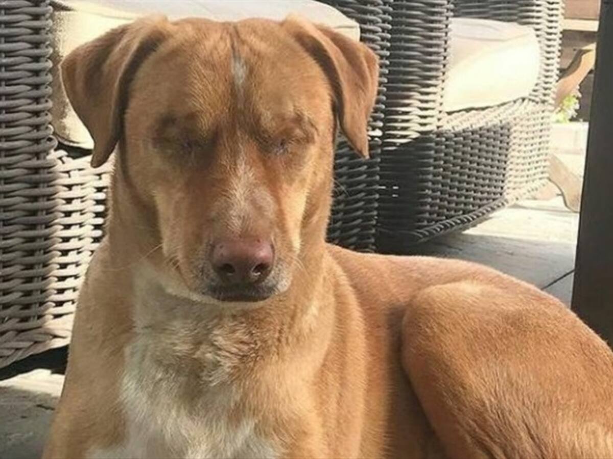 Para no pagarle un tratamiento, hombre le saca los ojos a su perro y lo abandona