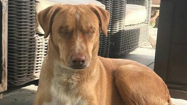 La historia de Louis conmovió las redes sociales. Foto: Centro Animal Helen Woodward