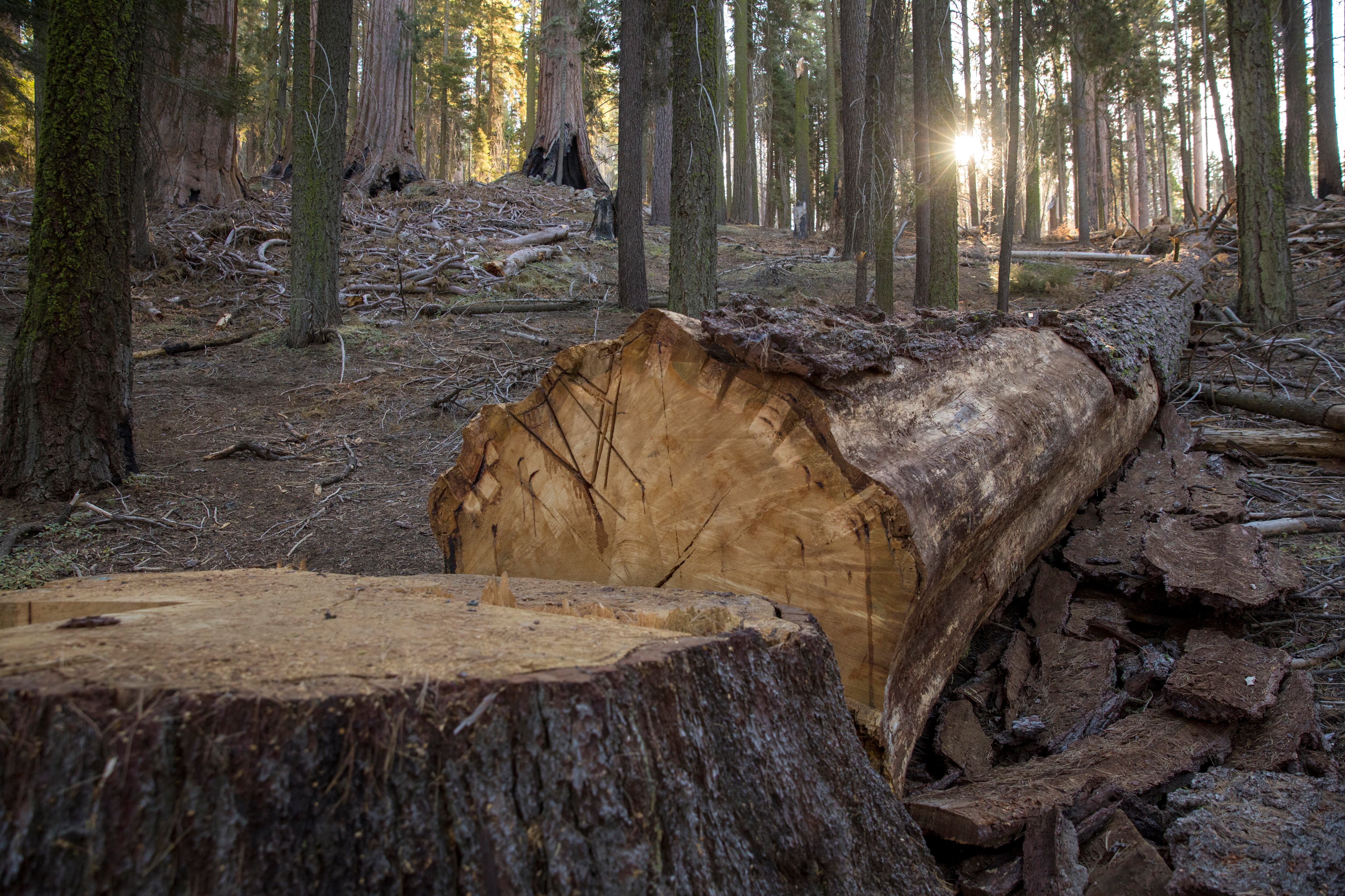 Imagen de referencia de tala de árboles