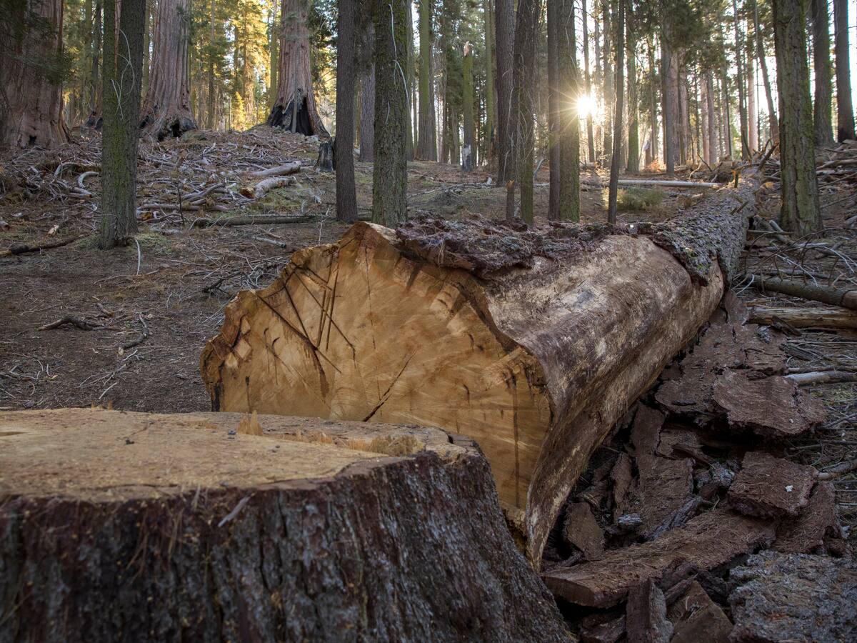 “Arboricidio” en el Cesar llegará a instancias judiciales