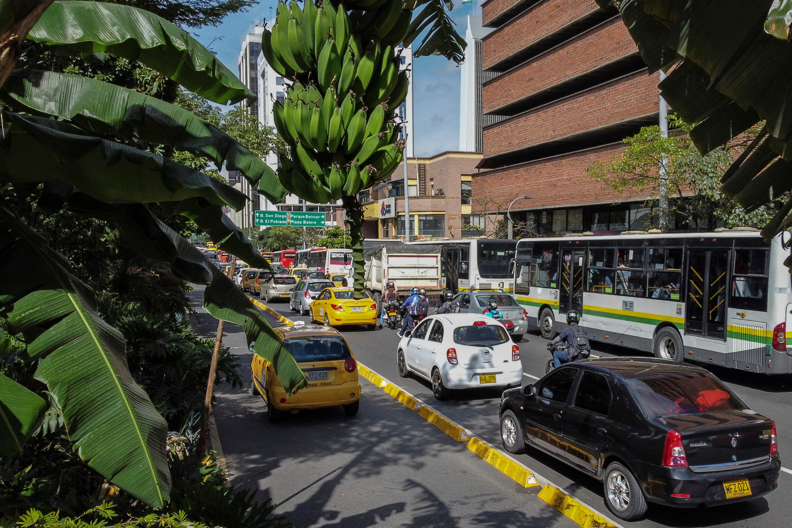 Automóviles pasan junto a un plátano verde en la Avenida Oriental en el centro de Medellín, Colombia. Vía Getty Images