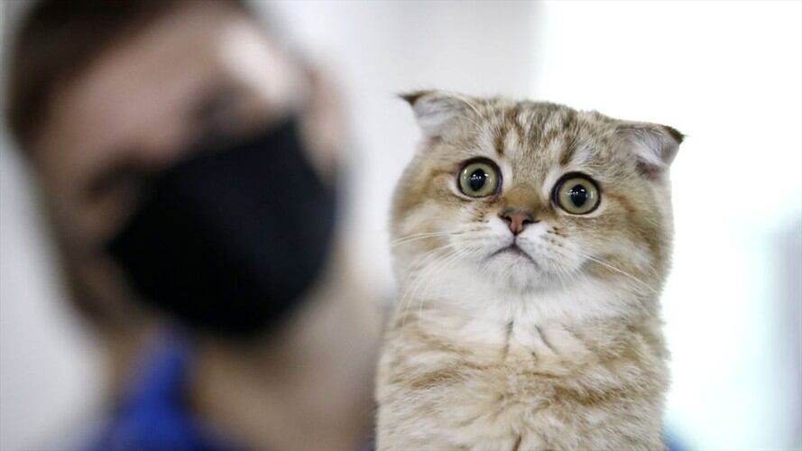 Imagen referencial de gato. Foto: Artyom Geodakyan / Getty Imagen