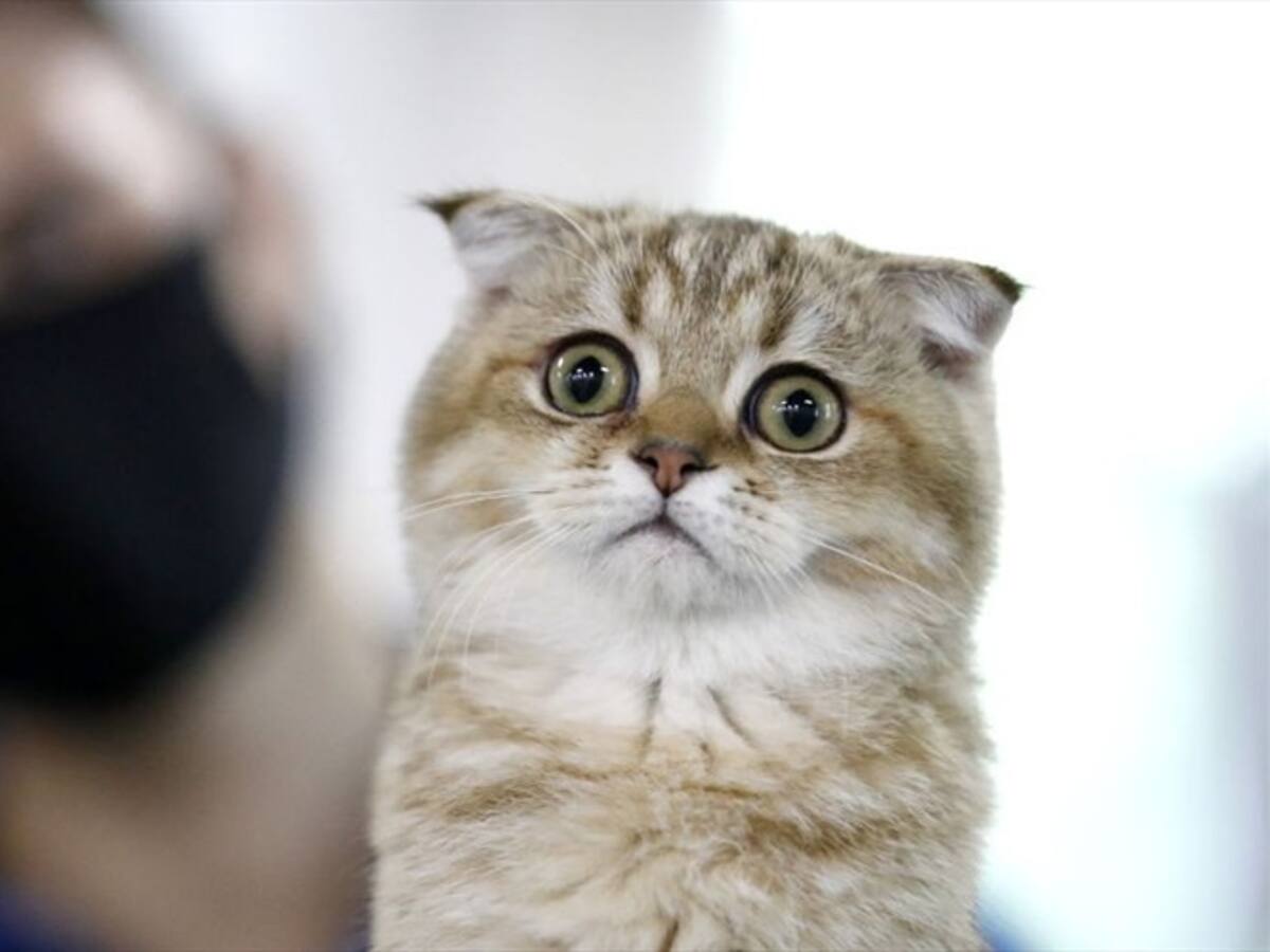 Imputan a veterinario de Bogotá por la muerte de gata que operó sin autorización