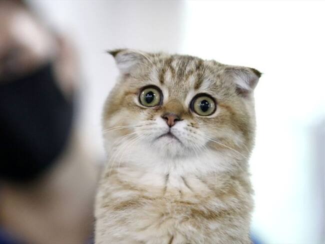 Imagen referencial de gato. Foto: Artyom Geodakyan / Getty Imagen