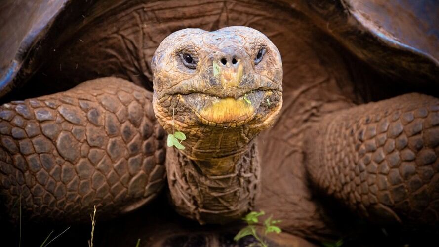 Alagba vivía en Nigeria, en el Palacio de Ogbomoso y falleció a causa de una enfermedad breve.. Foto: Getty Images