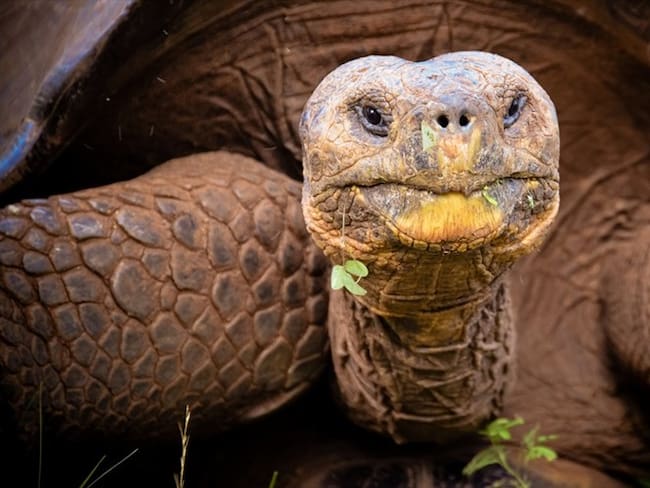 Alagba vivía en Nigeria, en el Palacio de Ogbomoso y falleció a causa de una enfermedad breve.. Foto: Getty Images