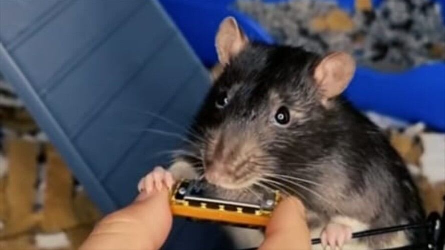 Mr. Blik, la rata que toca la armónica. Foto: @spacecaptainz