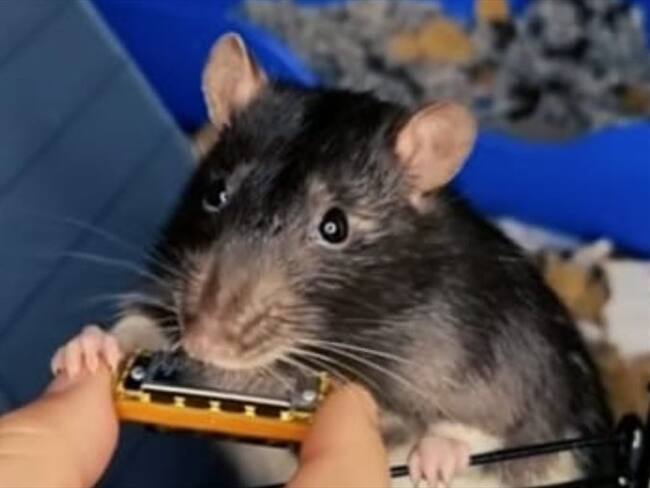 Mr. Blik, la rata que toca la armónica. Foto: @spacecaptainz