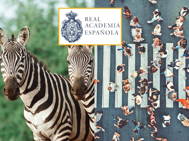 Cebra, animal. Cebra, paso peatonal. Fotos: Getty Images y suministrada.