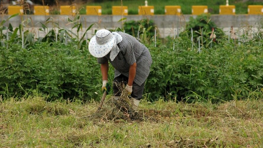 Agricultores piden que se analice posibilidad de flexibilizar normas laborales del país. Foto: Pixabay