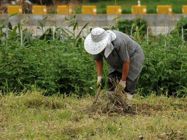 Agricultores piden que se analice posibilidad de flexibilizar normas laborales del país. Foto: Pixabay