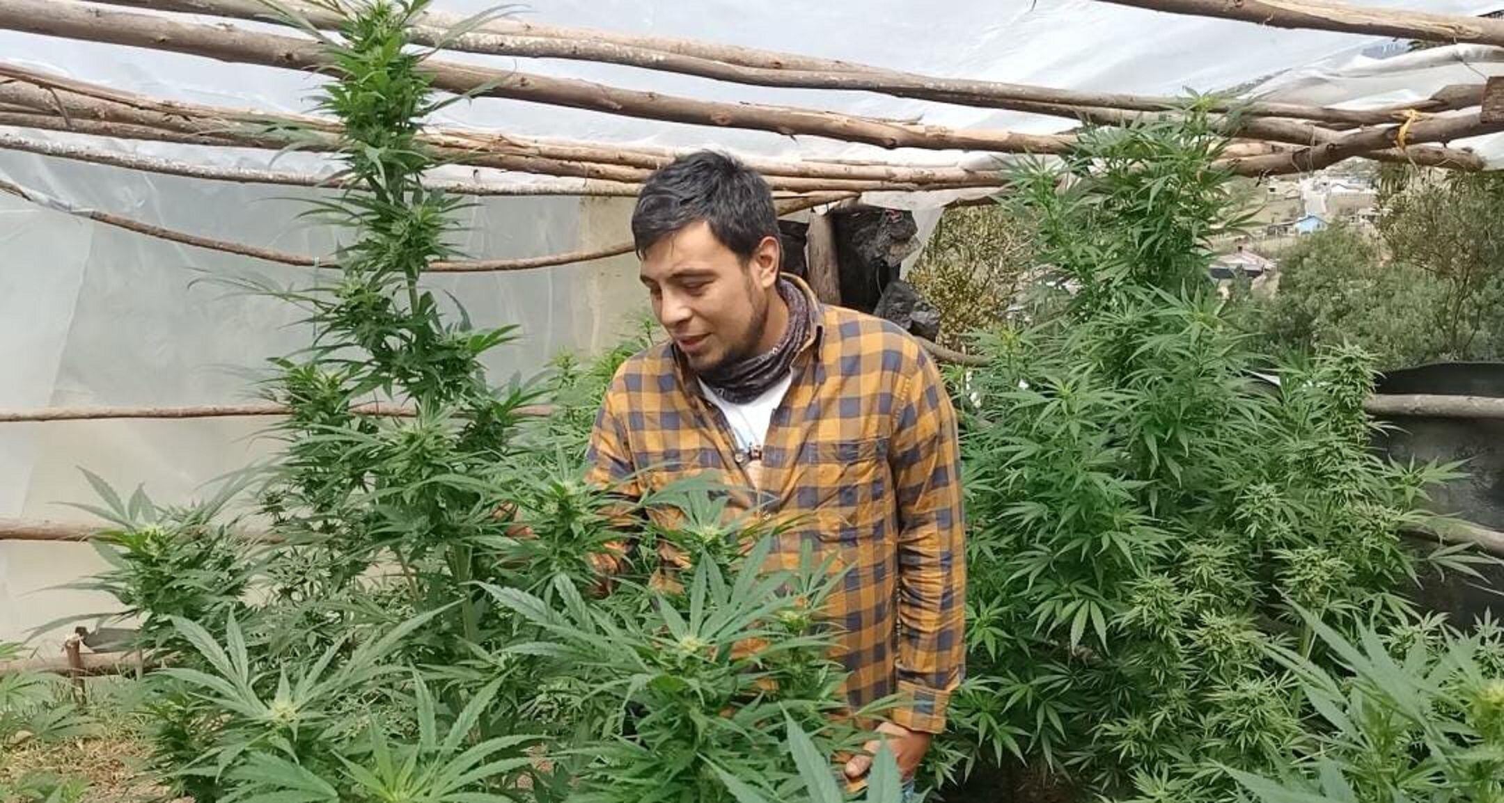 Desde la Secretaría de Agricultura de Boyacá quiere construir la cadena del cannabis. Foto: W Radio.